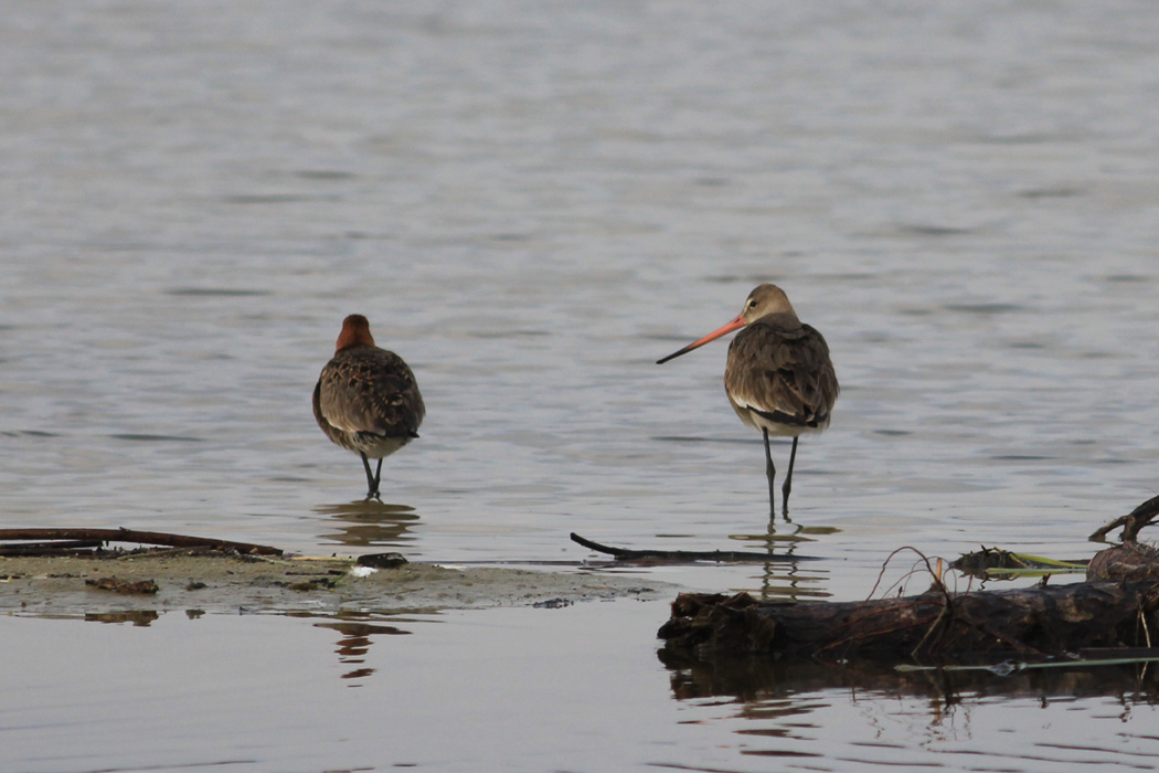 Black-tailed Godwit