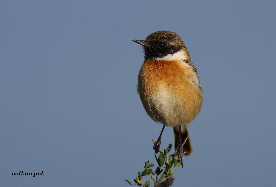 European Stonechat