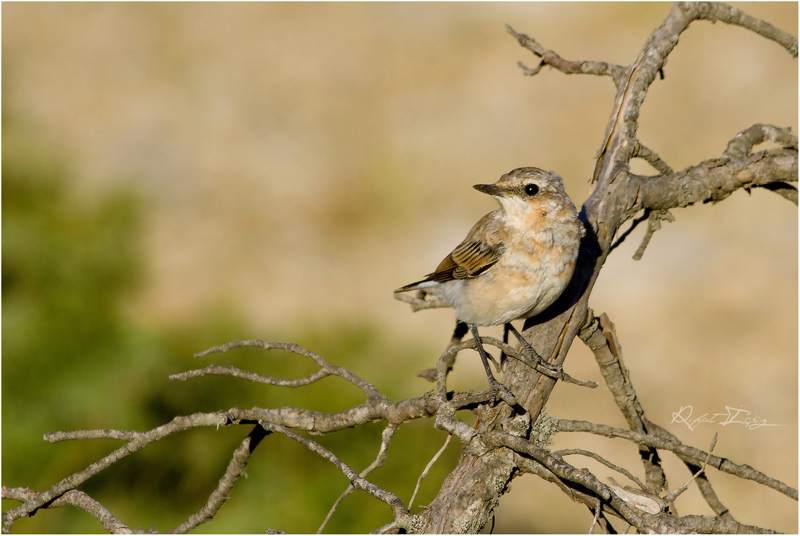 Northern Wheatear