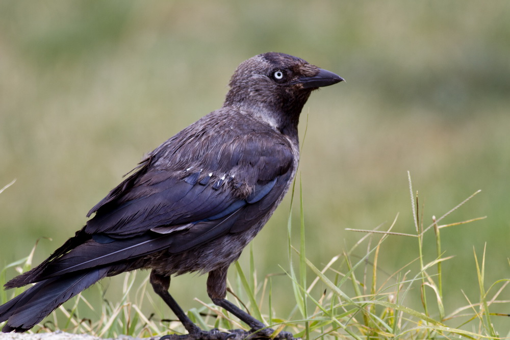 Western Jackdaw