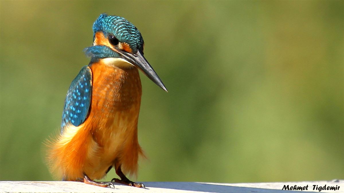 Common Kingfisher