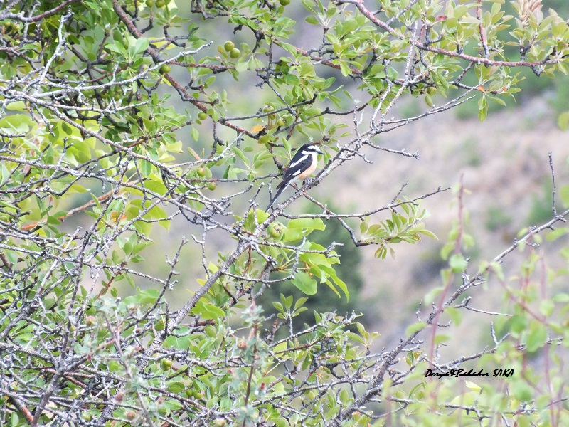 Masked Shrike