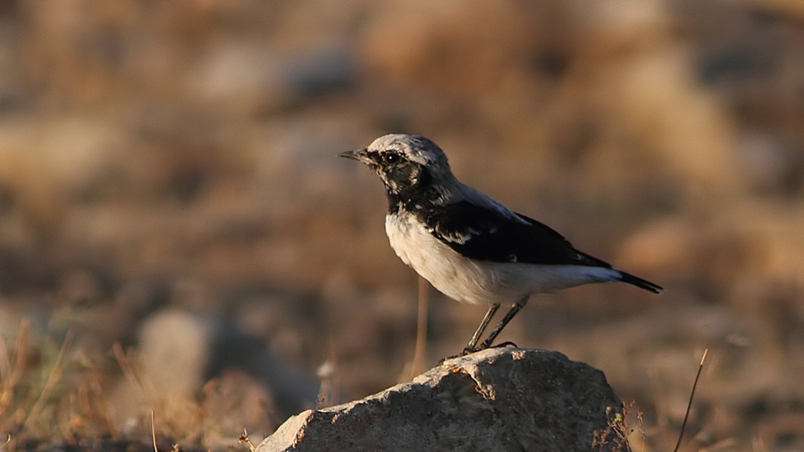 Finsch`s Wheatear