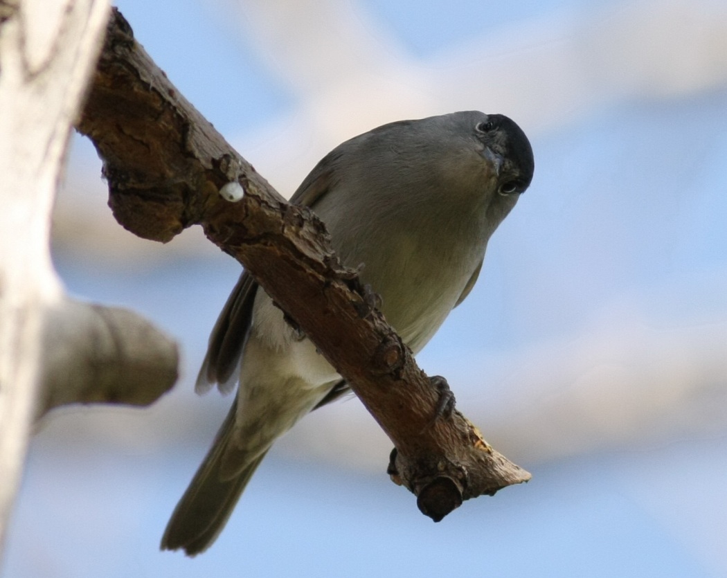 Eurasian Blackcap