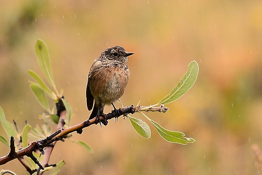 European Stonechat