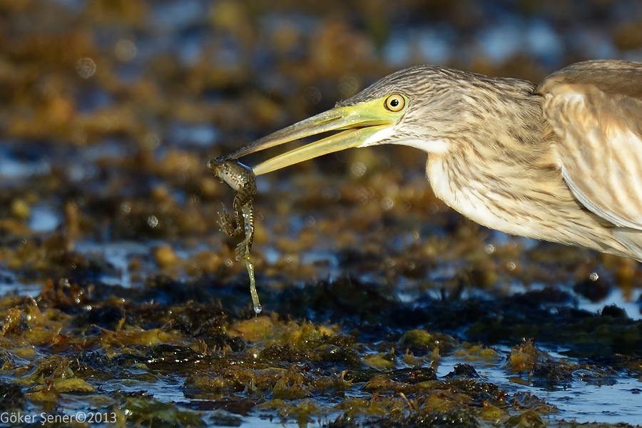 Squacco Heron
