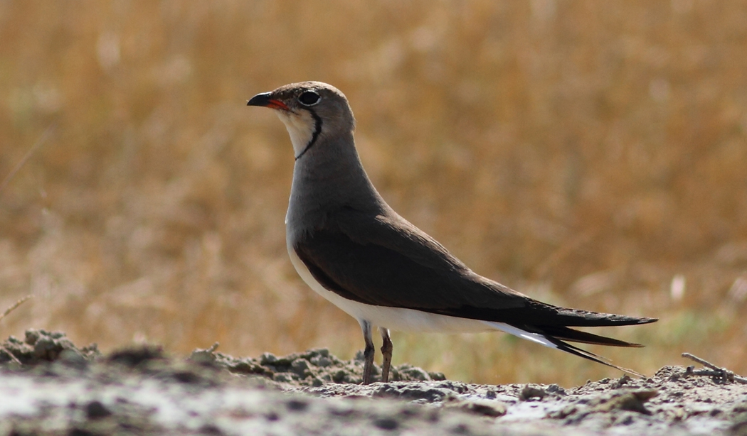 Collared Pratincole