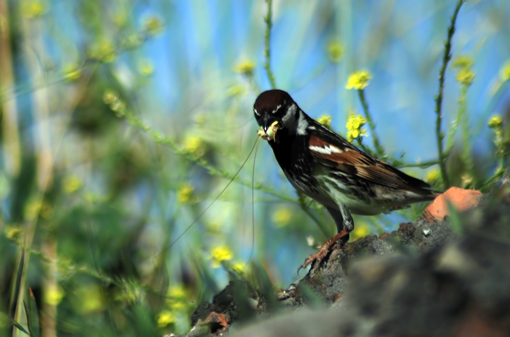 Spanish Sparrow