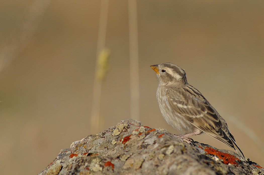 Rock Sparrow