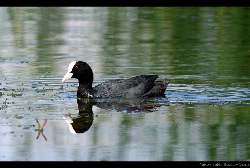 Eurasian Coot