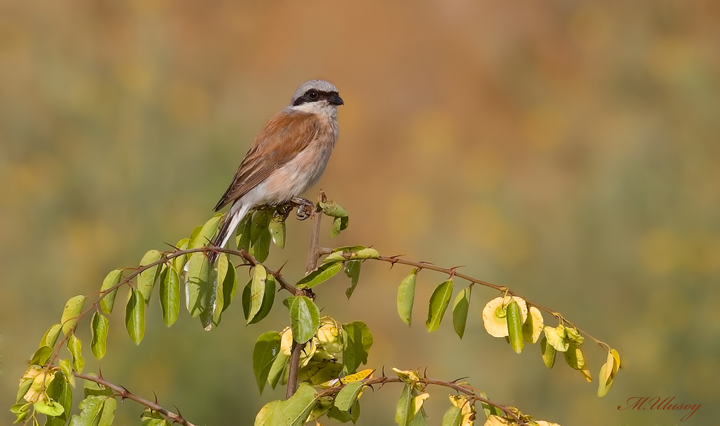 Red-backed Shrike