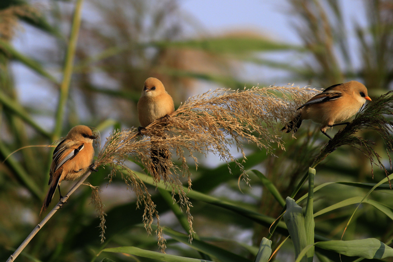 Bearded Reedling
