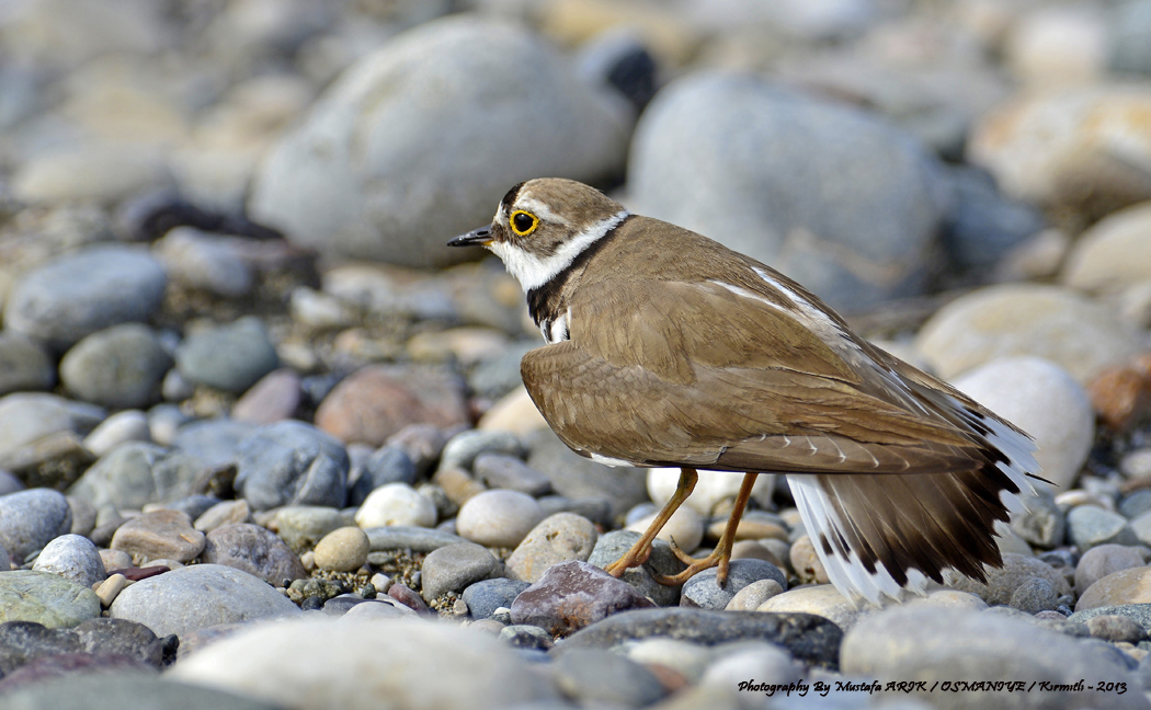 Little Ringed Plover