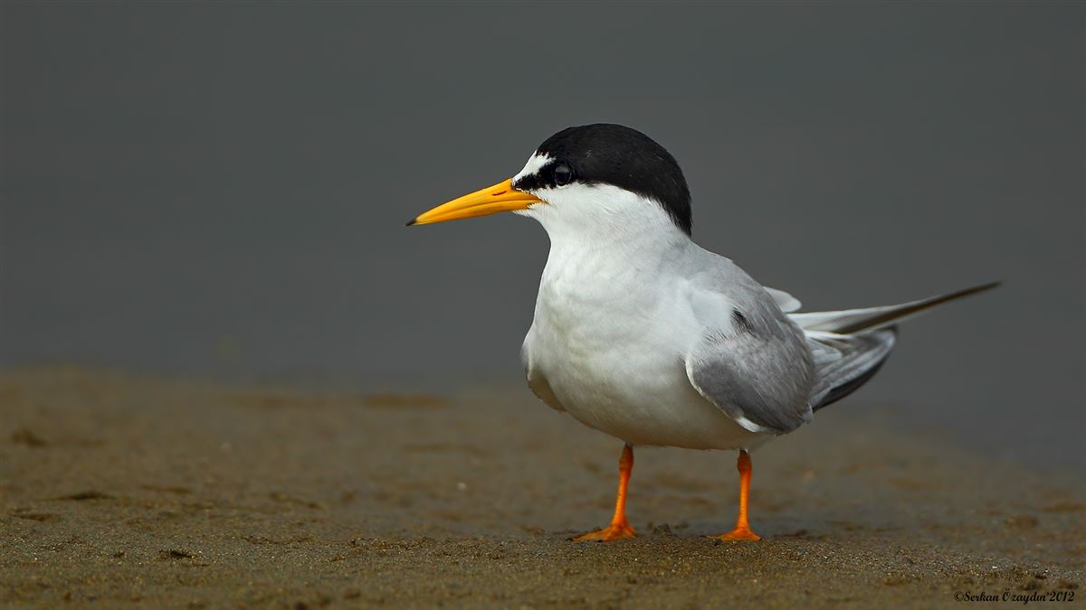 Little Tern