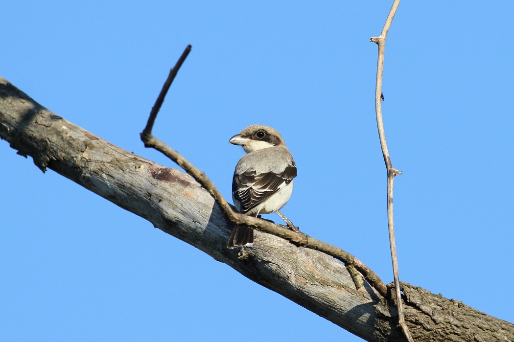 Lesser Grey Shrike