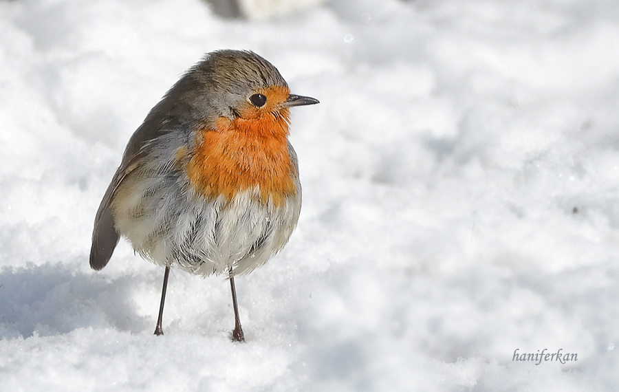 European Robin