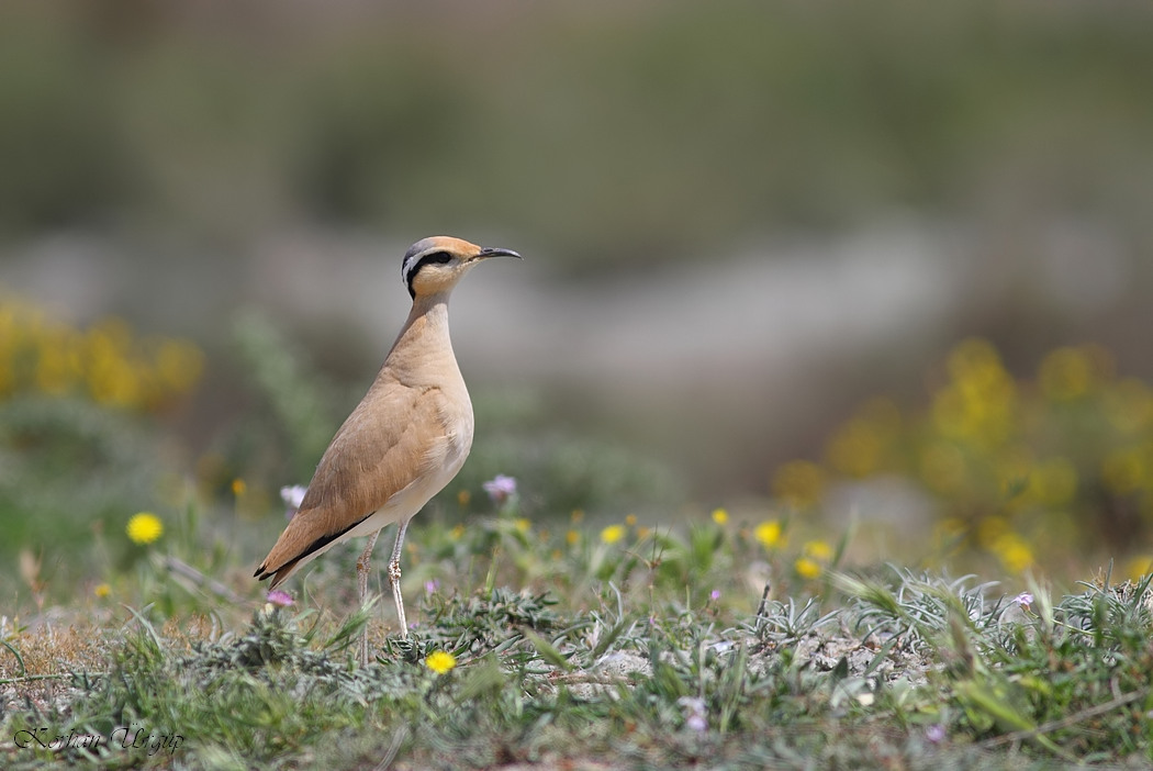 Cream-colored Courser