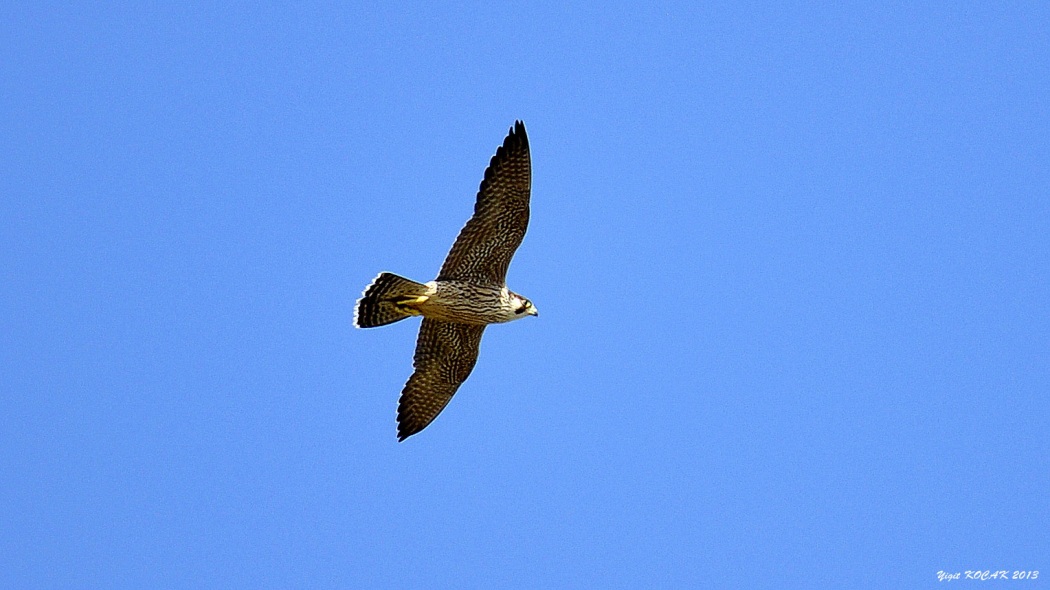 Gök Doğan