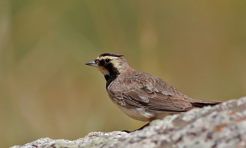 Kulaklı Toygar