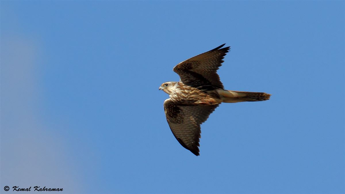 Saker Falcon