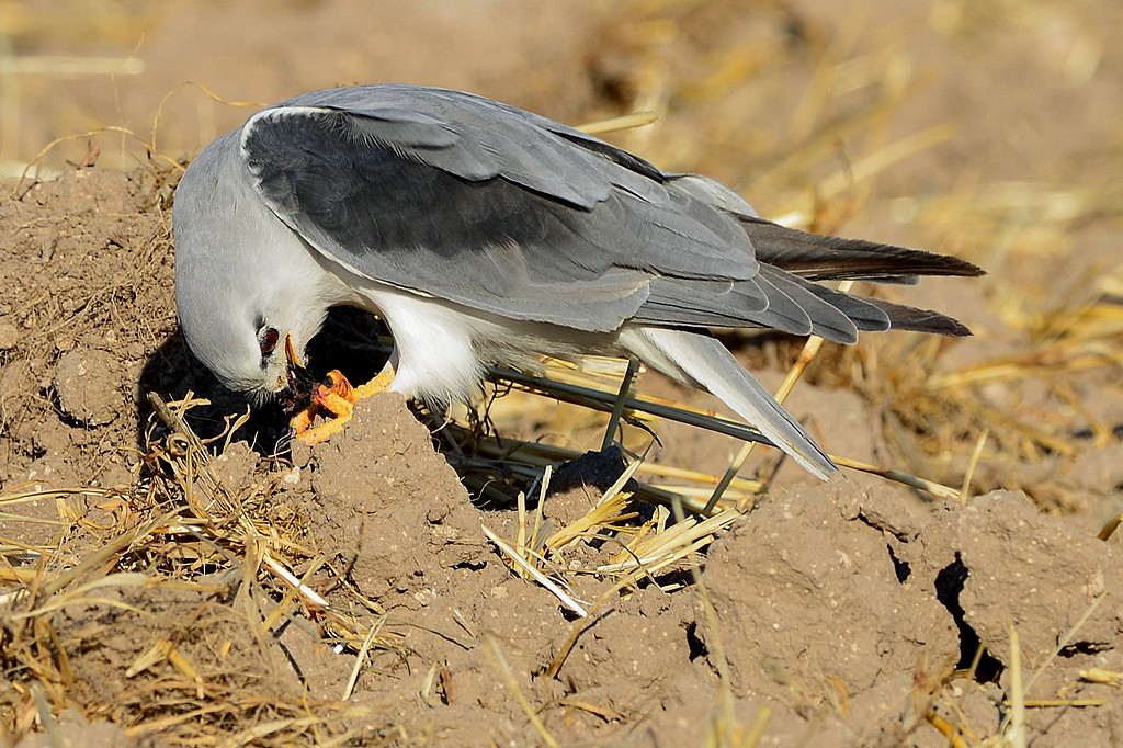 Ak Çaylak