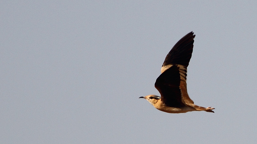 Cream-colored Courser