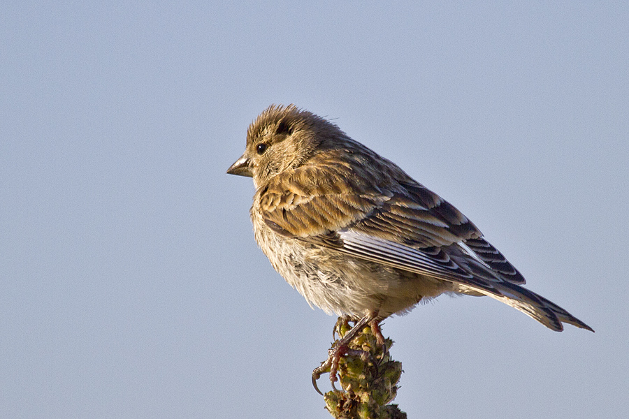 Twite