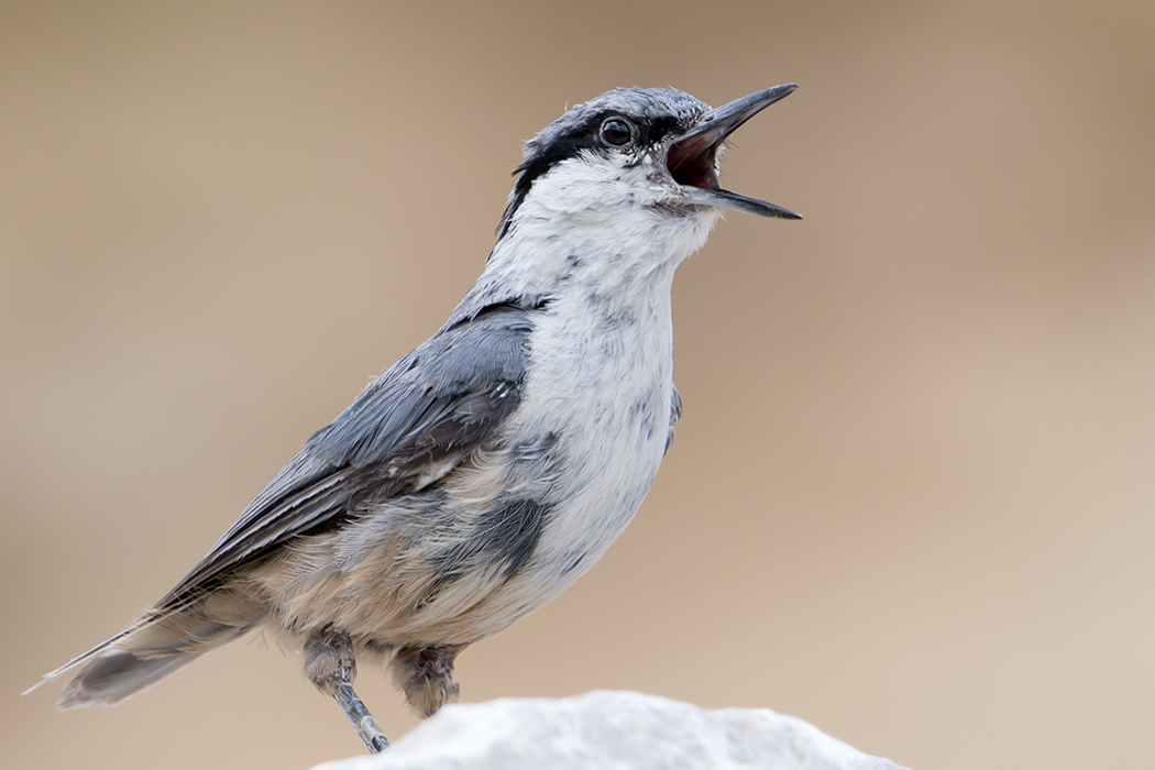 Western Rock Nuthatch