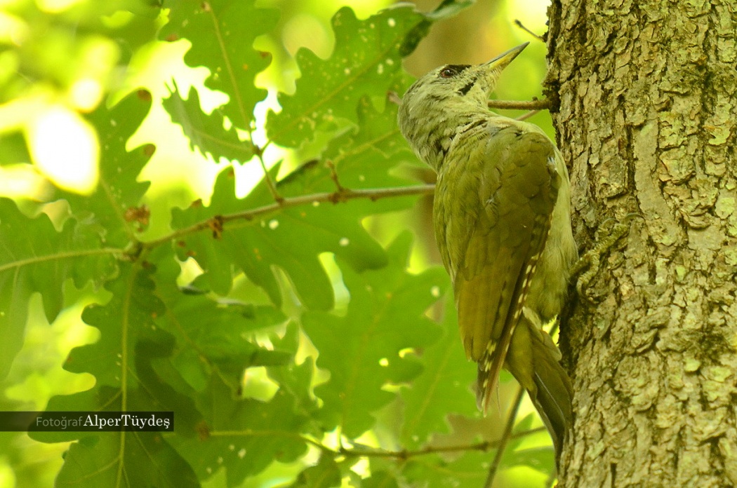 Grey-headed Woodpecker