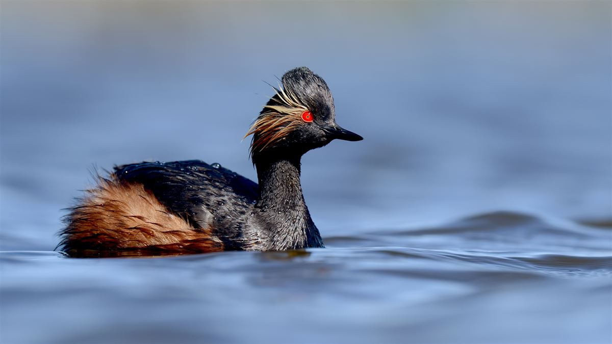 Black-necked Grebe