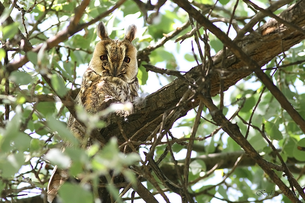 Long-eared Owl