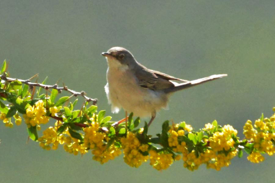 Common Whitethroat