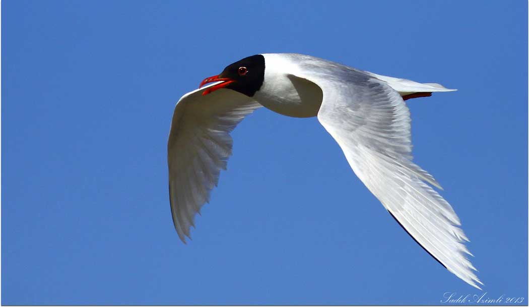 Mediterranean Gull