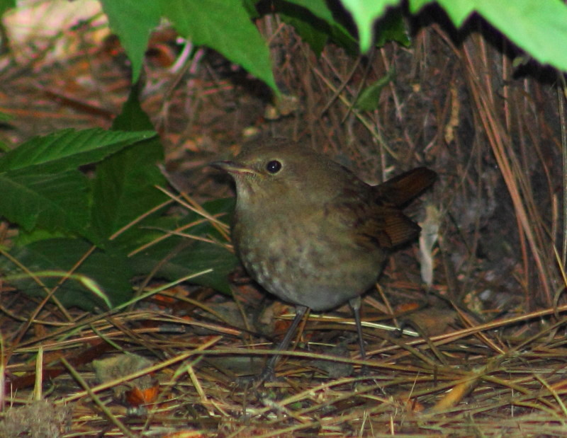 Thrush Nightingale