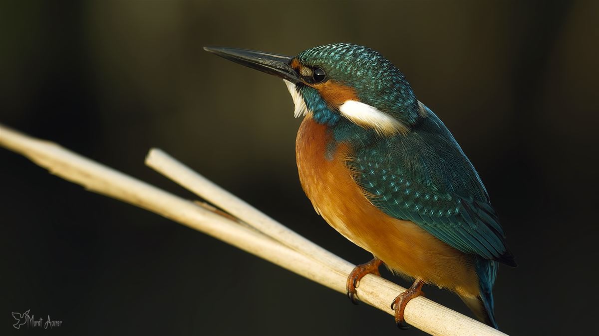 Common Kingfisher