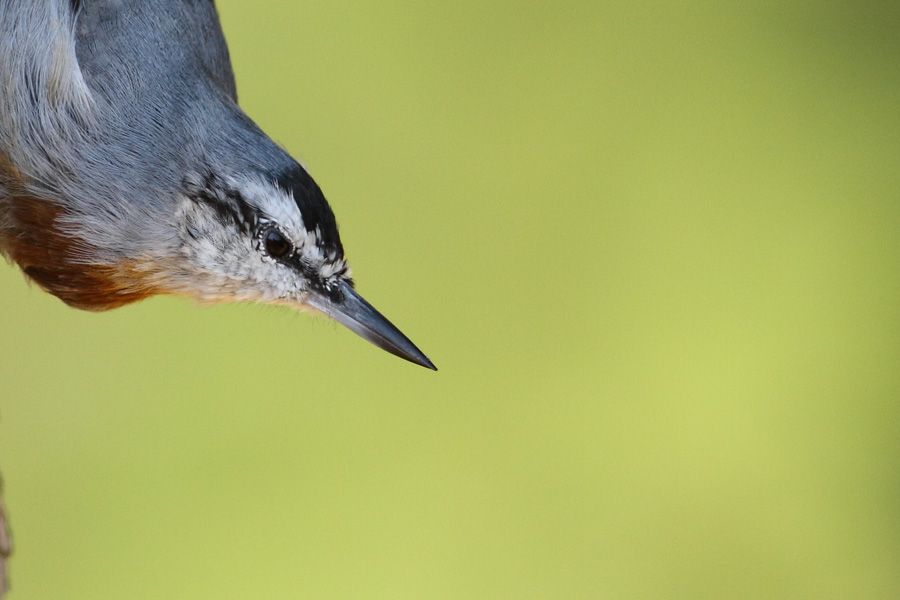 Krüper`s Nuthatch