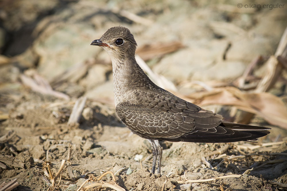 Collared Pratincole