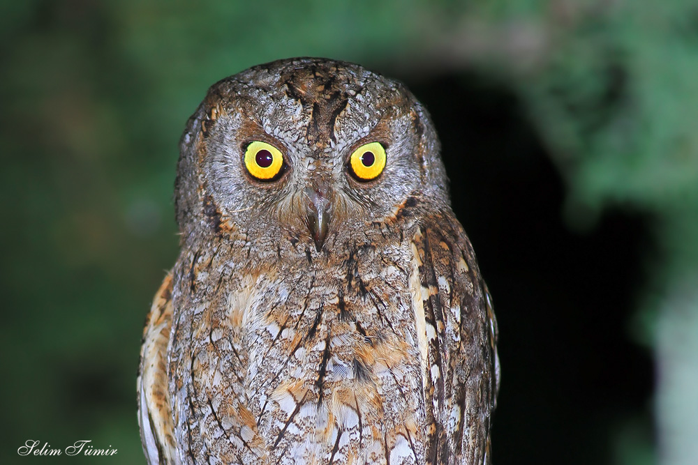 Eurasian Scops Owl