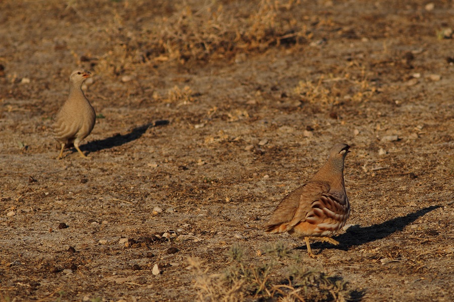 See-see Partridge