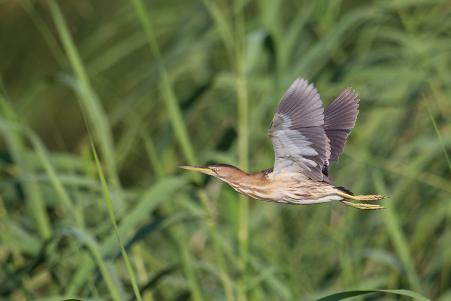 Little Bittern