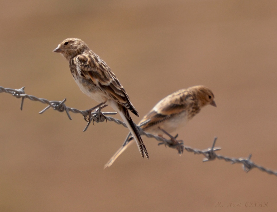 Twite