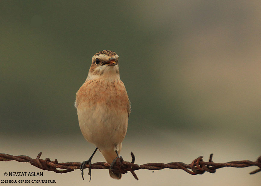 Whinchat