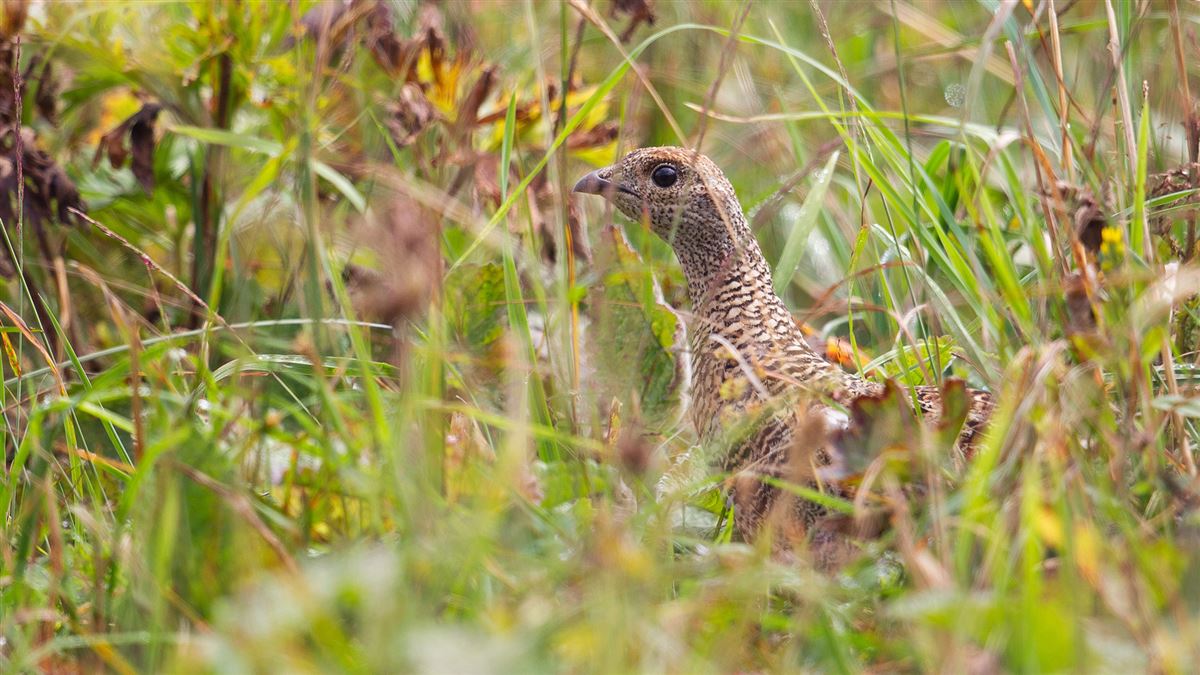 Caucasian Grouse