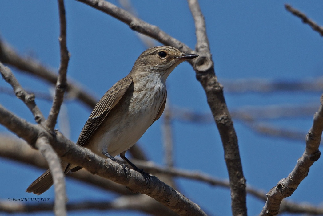 Spotted Flycatcher