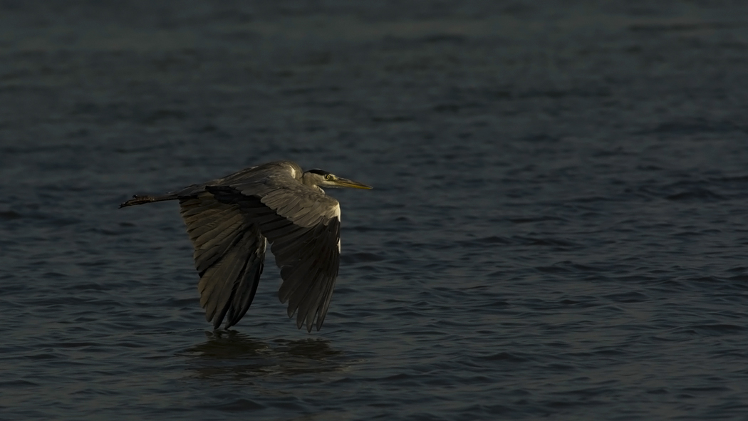 Grey Heron