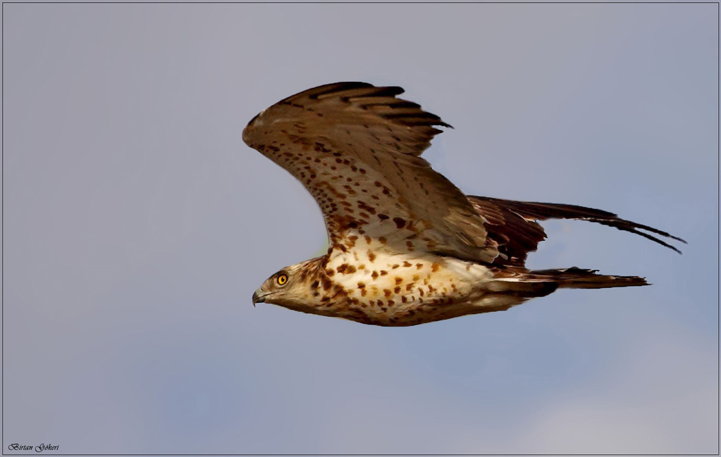 Short-toed Snake Eagle