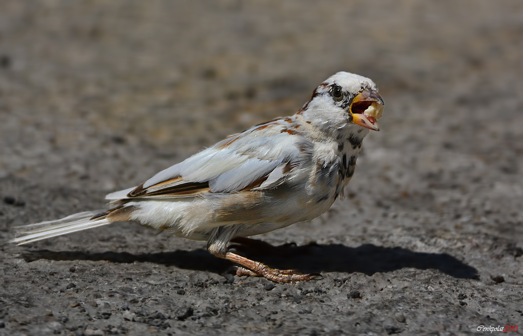 House Sparrow