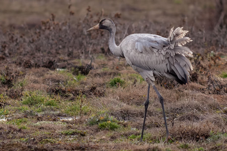 Common Crane