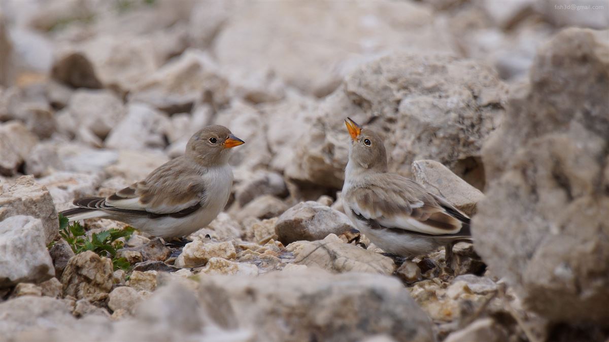 White-winged Snowfinch