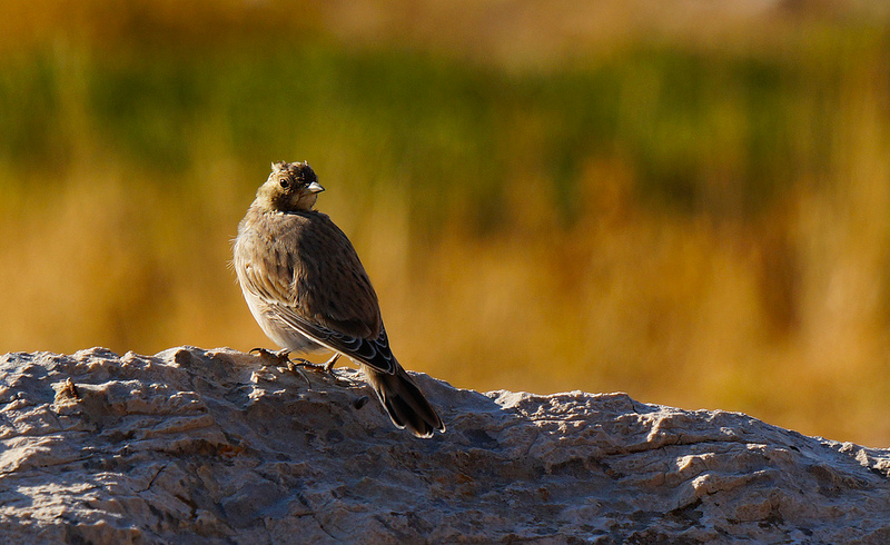 Horned Lark